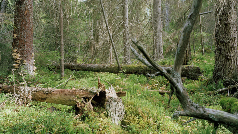 Död ved i skogslandskapet
