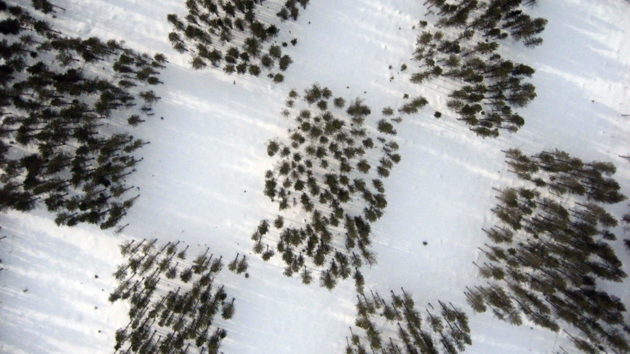 Ett flygfoto av ett Checkered-Gap-Shelterwood-system