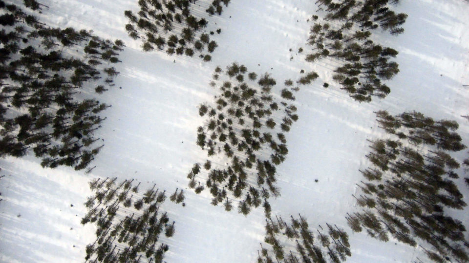 Ett flygfoto av ett Checkered-Gap-Shelterwood-system