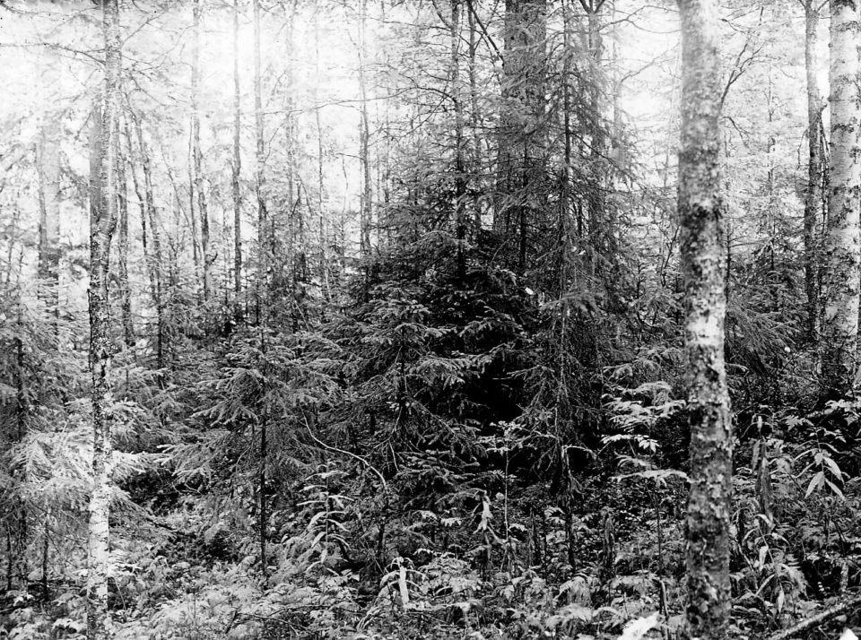 Föryngringsgrupp efter skogseld