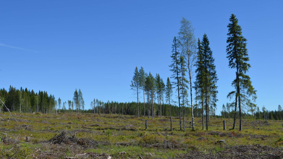 Hygge med lämnade träd och högstubbar